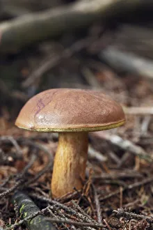 Images Dated 31st August 2011: Bay Bolete -Boletus badius, syn. Xerocomus badius-, an edible mushroom, Gummersbach