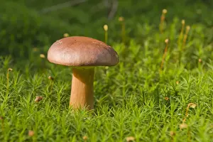 Edible Prints: Bay Bolete mushroom (Xerocomus badius)
