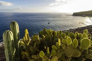 Islas Canarias Prints: Bay with cacti at front, Laguna de Santiago, La Gomera, Canary Islands, Spain