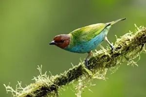 Bay-headed Tanager