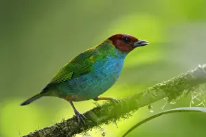 Bay-headed Tanager