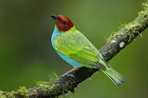 Bay-headed Tanager