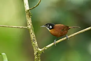Bay Wren
