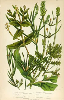 Images Dated 15th June 2016: Bayroot, Pond Weed, Lemnoideae, Duckweed, Victorian Botanical Illustration
