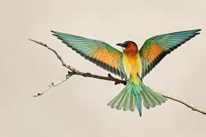Beautiful Bird Species Gallery: Bea-eater in Flight
