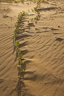 Images Dated 27th June 2012: beach, beach morning glory, beach sand, beauty in nature, brown, color image, colour image