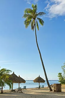 Images Dated 11th March 2013: Beach with a large palm tree and sun umbrellas, Moorea, French Polynesia