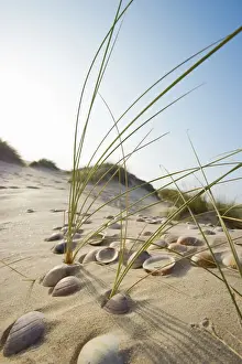 Stony Prints: Beach near Conil de la Frontera, Costa de la Luz, Andalusia, Spain, Europe