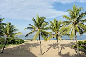 Sandy Beach Prints: Beach with palm trees, Indian Ocean, Negombo, Sri Lanka