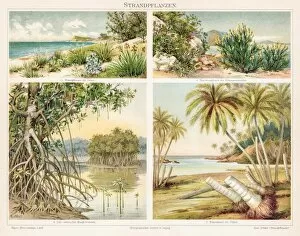 Palm Collection: Beach plants chromolithograph 1895