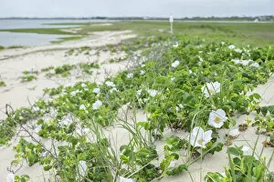 Images Dated 3rd June 2016: Beach roses, Madaket, Nantucket, Massachusetts, USA