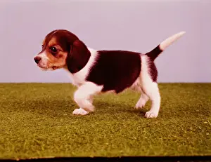 Beagle