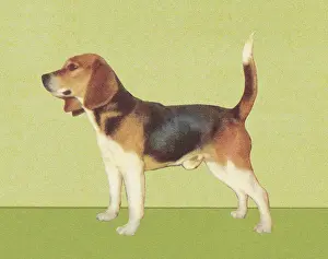 Best In Show Prints: Beagle