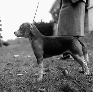 Prints of The beagle is a popular breed used as either a house pet or as a hunting dog Three Lions Photo Agency Prints: Beagle