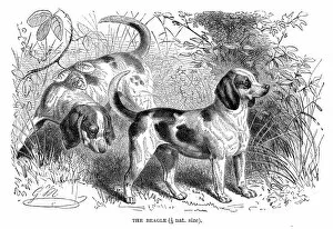 Images Dated 11th May 2017: Beagle dog engraving 1894