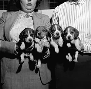 Three Lions Photo Agency Gallery: Beagle Pups
