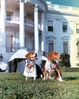 Beagles Campaigning for Lyndon B Johnson at White House