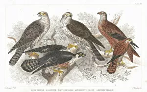 Images Dated 29th April 2012: Beak, Bird, Bird of Prey, Carnivore, Claw, Falcon, Feather, Forest, Gerfalcon, Goshawk
