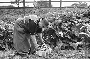 Cultivated Plants Prints: Bean Harvest