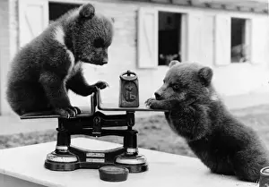 Bedfordshire Prints: Bear Cubs