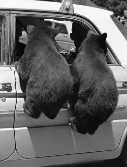 Begging Prints: Bear Cubs Invading Car Through Window