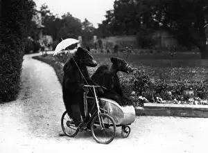 Prints of 1928: Two brown bears riding on a bicycle and side car. (Photo by Fox Photos/Getty Images) Timeless Treasures: Iconic Black and White Prints from the Fox Photo Library: Bear Ride