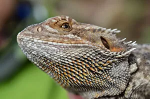 Images Dated 11th November 2012: Bearded dragon face. Reptile closeup portrait