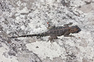 Images Dated 20th May 2011: Bearded dragon -Pogona- at Table Mountain, South Africa