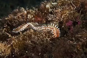 Marine Animal Collection: Bearded Fireworm -Hermodice carunculata-, near Santa Maria, Azores, Atlantic Ocean, Portugal