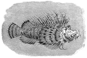 Aquatic Mammal Prints: Bearded ghoul or Popeyed sea goblin (Inimicus didactylus)