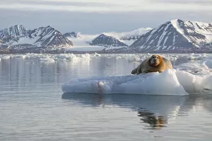 Images Dated 23rd July 2014: Bearded seal (Erignathus barbatus) resting on sea ice, Svalbard, Norway
