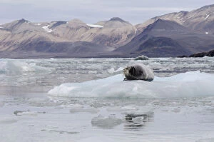 Images Dated 6th September 2012: Bearded Seal -Erignathus barbatus- in Fjortende Julibreen, Fjortende Julibukta, Spitsbergen Island