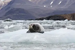 Svalbard Islands Prints: Bearded Seal -Erignathus barbatus- on Fjortende Julibreen