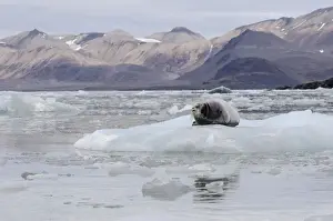 Svalbard Islands Prints: Bearded Seal -Erignathus barbatus- in Fjortende Julibreen