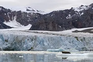 Svalbard Islands Prints: Bearded Seal -Erignathus barbatus- in Fjortende Julibreen