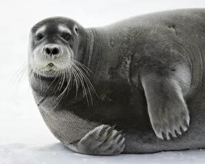 Paul Souders Photography Gallery: Bearded Seal on Iceberg, Svalbard, Norway