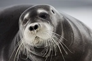 Paul Souders Photography Gallery: Bearded Seal on Iceberg, Svalbard, Norway