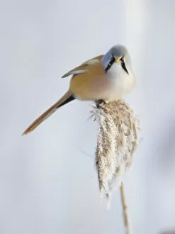 Images Dated 13th December 2012: Bearded Tit -Panurus biarmicus-, male on a reed, Germany