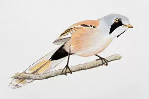 Gray Collection: Bearded tit (Panurus biarmicus), perching on a branch