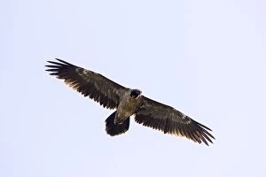 Images Dated 26th September 2013: A bearded vulture flying high