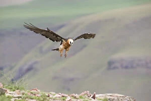 Images Dated 14th November 2013: Bearded Vulture (Gypaetus Barbatus) in flight - Giants Castle, South Africa