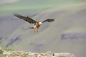 Bearded Vulture (Gypaetus Barbatus) in flight - Giants Castle, South Africa