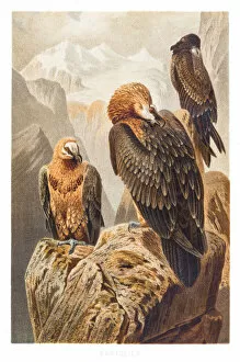 Images Dated 5th July 2015: Bearded vulture illustration 1882