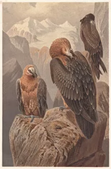 Images Dated 17th July 2015: Bearded vultures (Gypaetus barbatus), lithograph, published in 1882