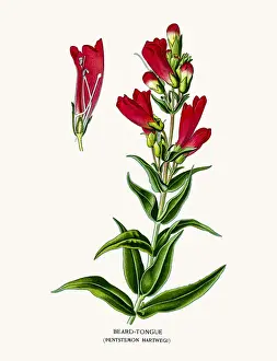 Beardtongues flower