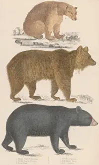 Three Bears
