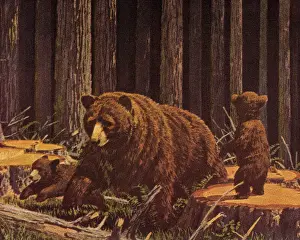 Illus Prints: Three Bears
