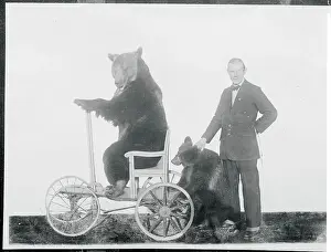 Bear Prints: Bears Riding a Go-Cart