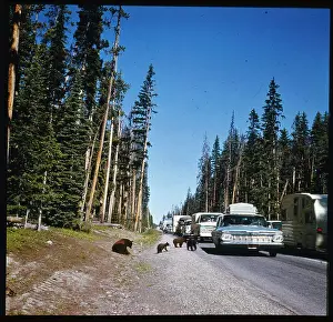 Bears Roaming by Road