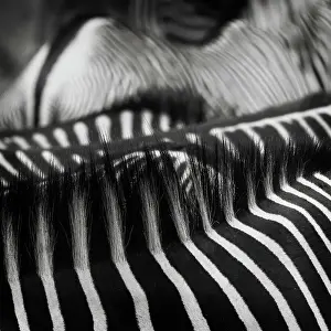 Nature And Wildlife Prints: Beautiful Art of Grevy's Zebra Stripes and Manes at Samburu National Park